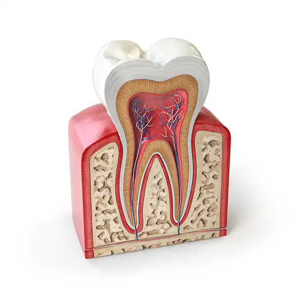 Root Canal at Capitol Square Dental 